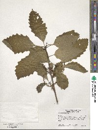 Quercus montana image