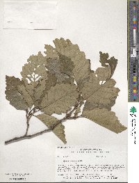 Quercus montana image