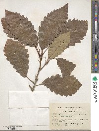 Quercus montana image