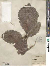 Quercus montana image