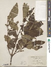 Quercus montana image