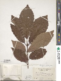 Quercus montana image