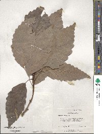 Quercus montana image