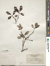 Quercus montana image