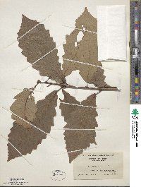 Quercus montana image