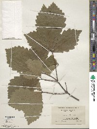 Quercus montana image