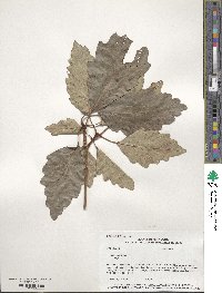 Quercus montana image