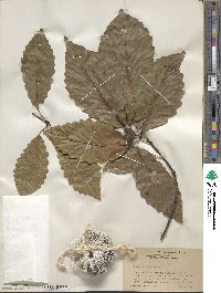 Quercus montana image