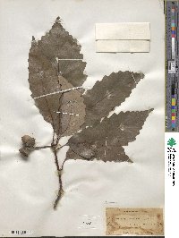 Quercus montana image