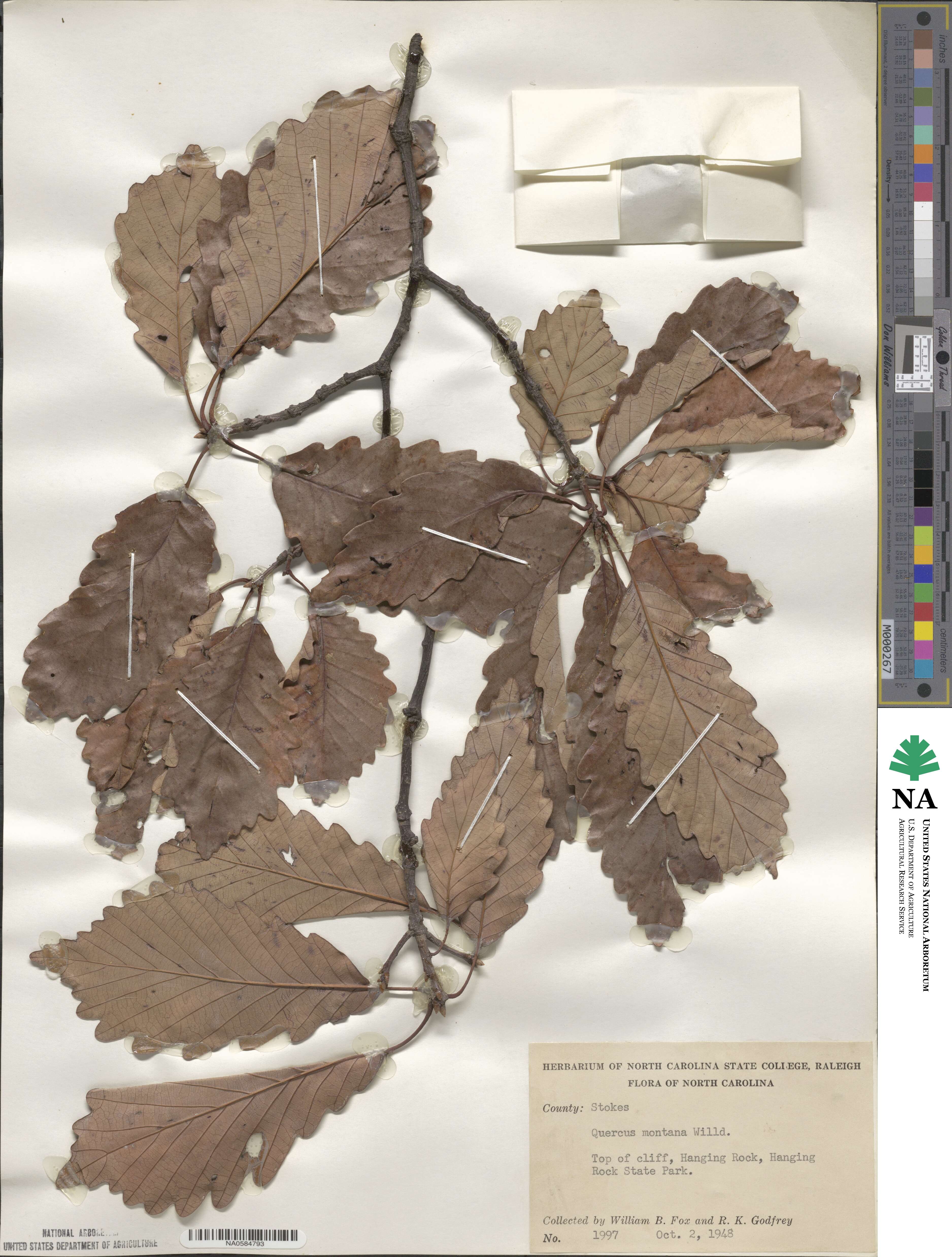 Quercus montana image