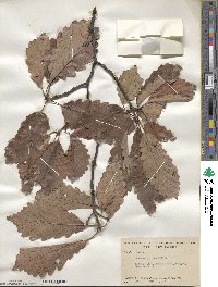 Quercus montana image