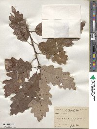 Quercus montana image