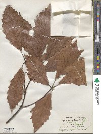 Quercus montana image