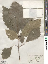 Quercus montana image