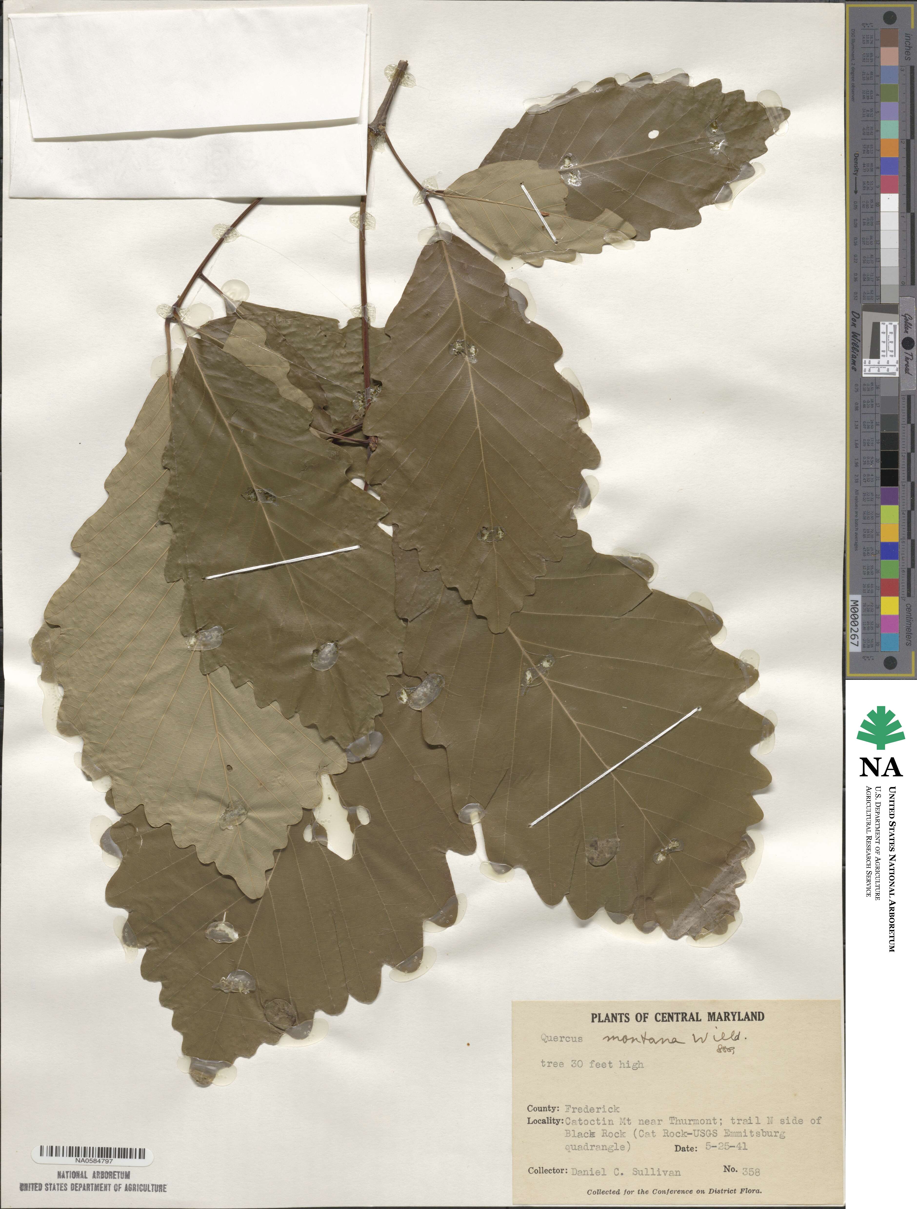 Quercus montana image