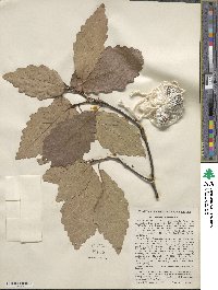 Quercus montana image