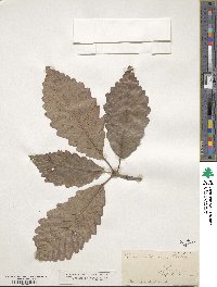 Quercus montana image