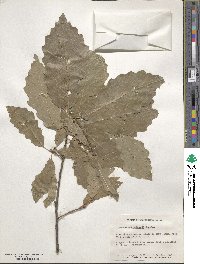 Quercus muehlenbergii image