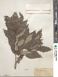 Quercus muehlenbergii image