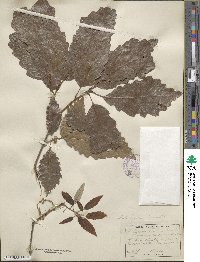 Quercus muehlenbergii image