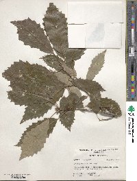 Quercus muehlenbergii image