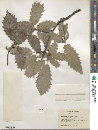 Quercus muehlenbergii image