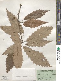 Quercus muehlenbergii image