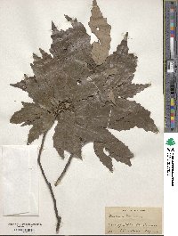 Quercus muehlenbergii image