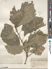 Quercus muehlenbergii image