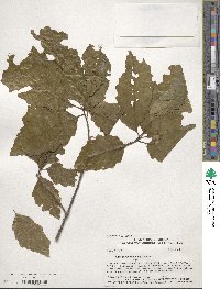 Quercus muehlenbergii image