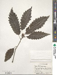 Quercus muehlenbergii image