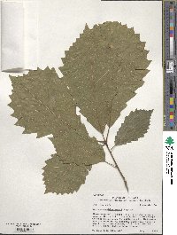 Quercus muehlenbergii image