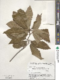 Quercus muehlenbergii image