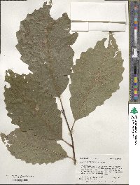 Quercus muehlenbergii image