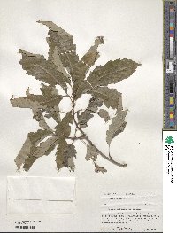 Quercus muehlenbergii image