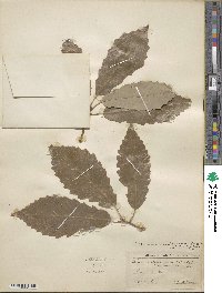 Quercus muehlenbergii image