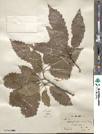 Quercus muehlenbergii image