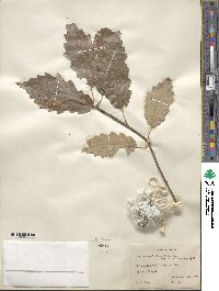 Quercus muehlenbergii image