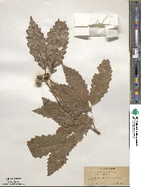 Quercus muehlenbergii image