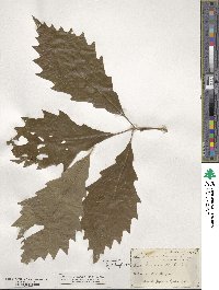 Quercus muehlenbergii image