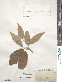 Quercus muehlenbergii image