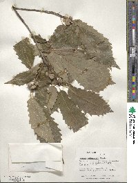 Quercus muehlenbergii image