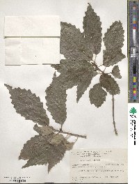 Quercus muehlenbergii image