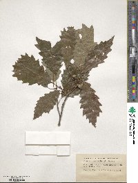 Quercus muehlenbergii image