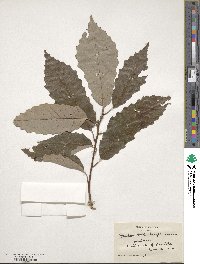 Quercus muehlenbergii image