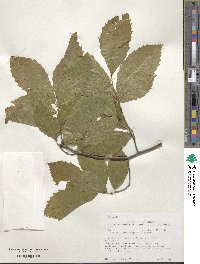 Quercus muehlenbergii image