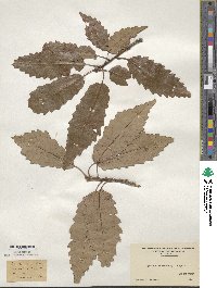 Quercus muehlenbergii image