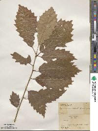 Quercus muehlenbergii image