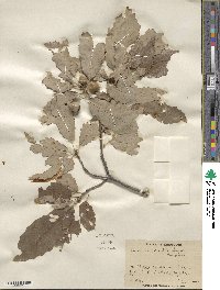 Quercus muehlenbergii image