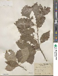 Quercus muehlenbergii image